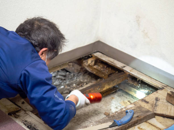 Best White Mold Remediation in Adwolf, VA
