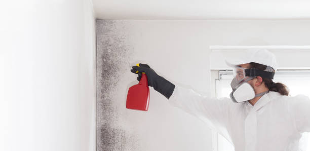 Best Post-Flood Mold Remediation in Adwolf, VA