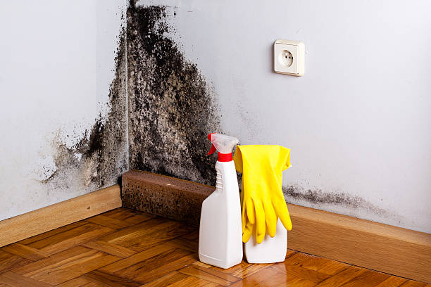 Best Emergency Mold Remediation in Adwolf, VA